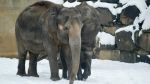 Sloni v ostraské zoo